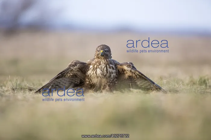 : Common Buzzard (Buteo buteo) feeding while cove : Common Buzzard (Buteo buteo) feeding while cove