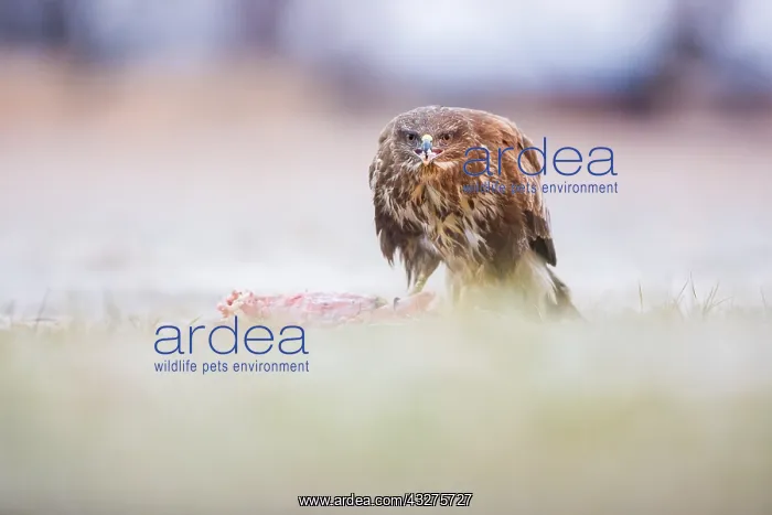 : Common Buzzard (Buteo buteo) feeding in early m : Common Buzzard (Buteo buteo) feeding in early m