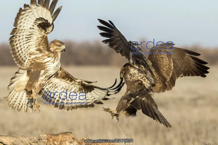 : Common Buzzard (Buteo buteo) fighting : Common Buzzard (Buteo buteo) fighting