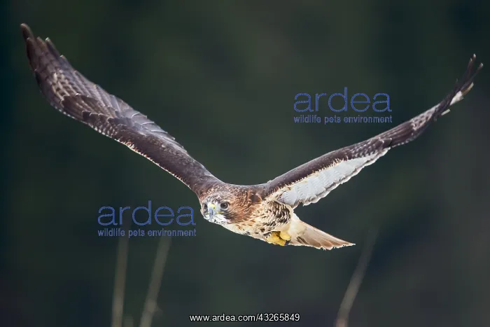 : Common Buzzard (Buteo buteo) in flight, Czech R : Common Buzzard (Buteo buteo) in flight, Czech R