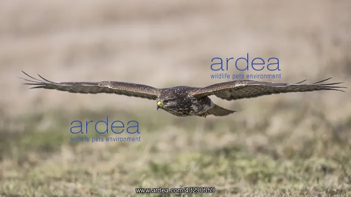 : Common Buzzard (Buteo buteo) in flight over gra : Common Buzzard (Buteo buteo) in flight over gra