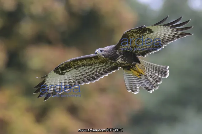 : Common Buzzard (Buteo buteo) flying : Common Buzzard (Buteo buteo) flying