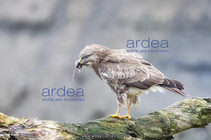 : Common buzzard (Buteo buteo) Germany : Common buzzard (Buteo buteo) Germany