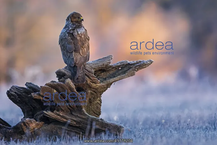 : Common Buzzard (Buteo buteo) perched on a big old branch : Common Buzzard (Buteo buteo) perched on a big old branch