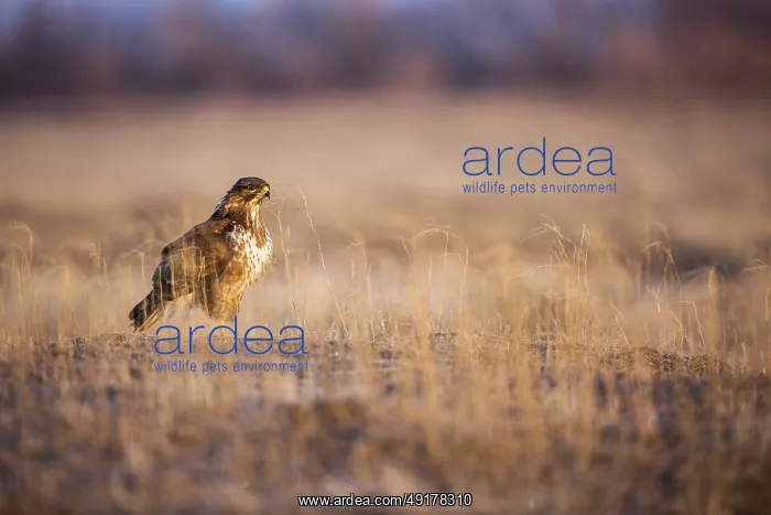 : Common Buzzard (Buteo buteo) perched on field : Common Buzzard (Buteo buteo) perched on field