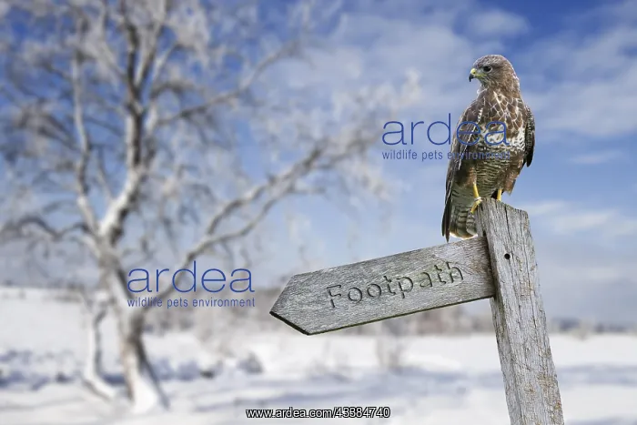 : Common buzzard (Buteo buteo) perched on signpost i : Common buzzard (Buteo buteo) perched on signpost i