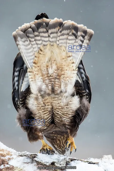 : Common Buzzard (Buteo buteo) on snow, , Bialowieza, Poland : Common Buzzard (Buteo buteo) on snow, , Bialowieza, Poland