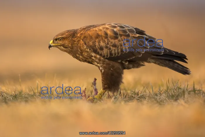 : Common Buzzard (Buteo buteo) standing in grassl : Common Buzzard (Buteo buteo) standing in grassl