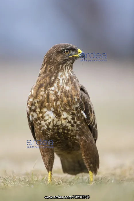 : Common Buzzard (Buteo buteo) standing in grassl : Common Buzzard (Buteo buteo) standing in grassl
