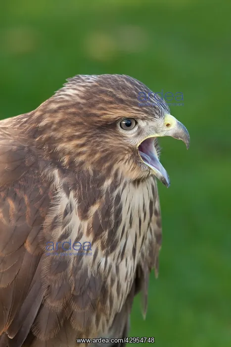 : Common Buzzard - close up of single adult calling : Common Buzzard - close up of single adult calling