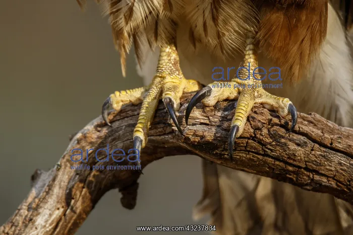 : Common Buzzard - feet detail - Castilla Leon, Spain : Common Buzzard - feet detail - Castilla Leon, Spain