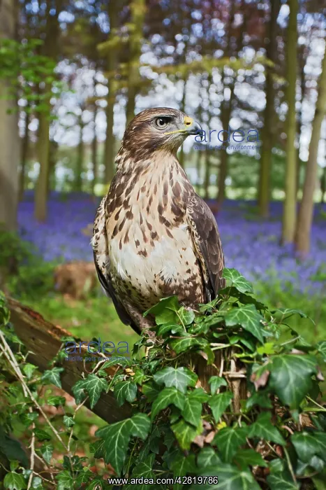 : Common Buzzard - on fence in bluebell wood : Common Buzzard - on fence in bluebell wood