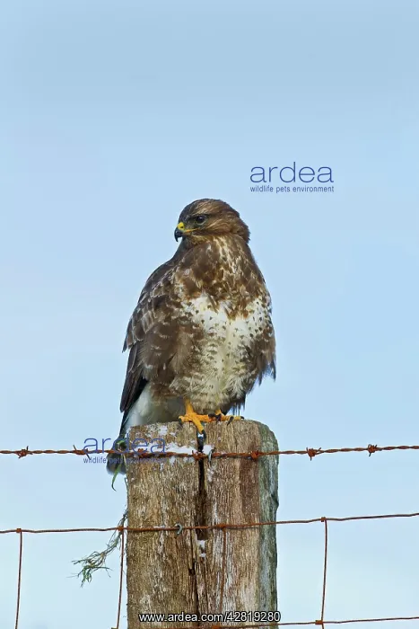 : Common Buzzard - on fence post : Common Buzzard - on fence post
