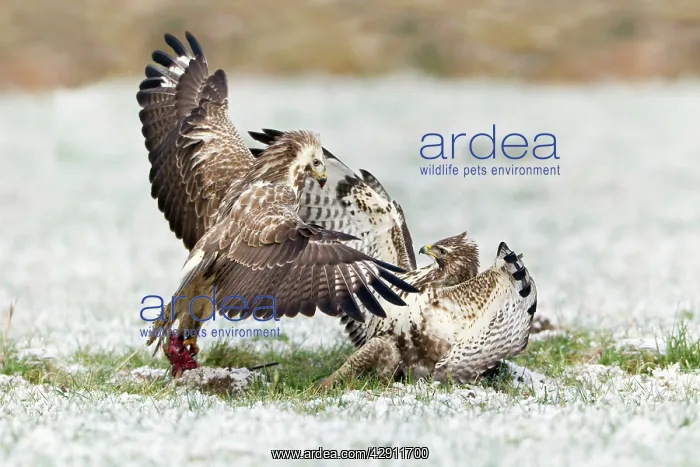 : Common Buzzard - two fighting over food in winter : Common Buzzard - two fighting over food in winter