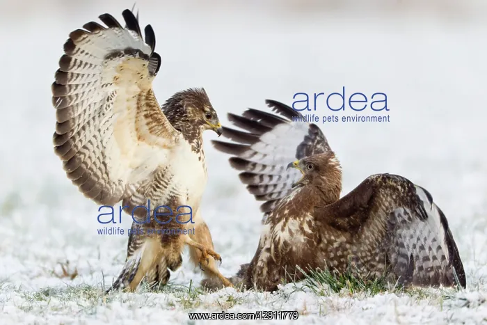 : Common Buzzard - two fighting over food in winter : Common Buzzard - two fighting over food in winter