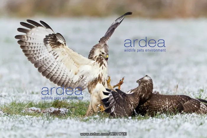 : Common Buzzard - two fighting over food in winter : Common Buzzard - two fighting over food in winter