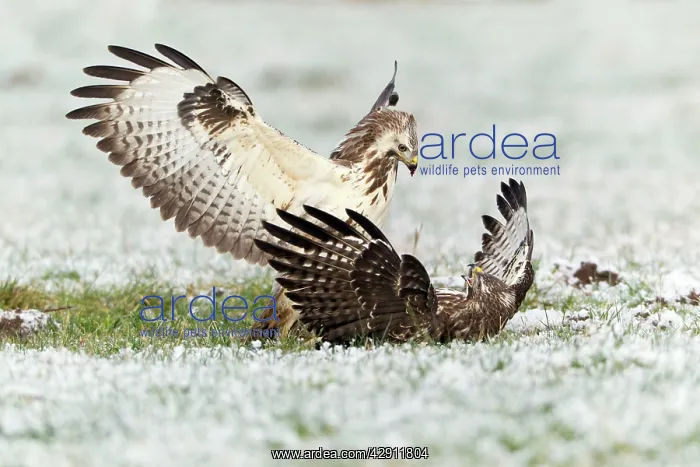 : Common Buzzard - two fighting over food in winter : Common Buzzard - two fighting over food in winter