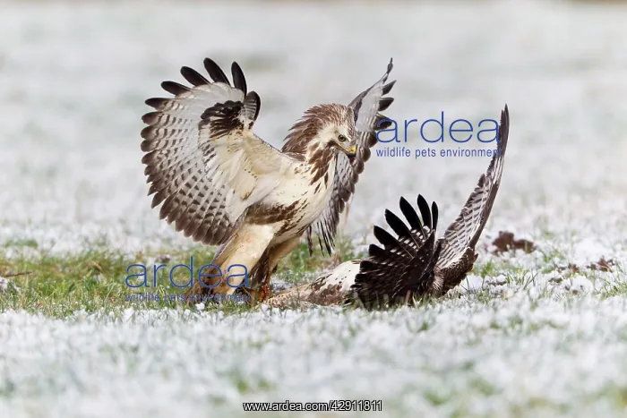 : Common Buzzard - two fighting over food in winter : Common Buzzard - two fighting over food in winter