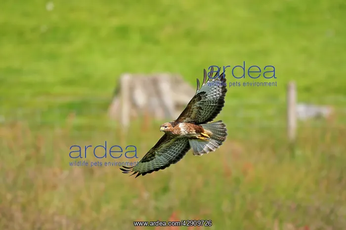 : Common Buzzard - in flight : Common Buzzard - in flight