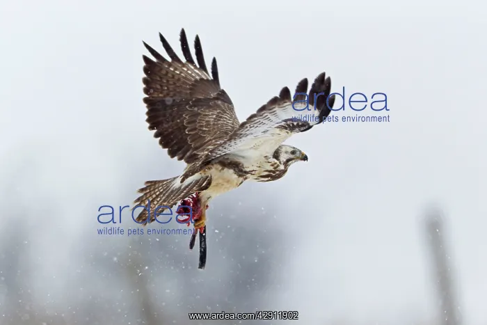 : Common Buzzard - in flight with carrion in talons : Common Buzzard - in flight with carrion in talons