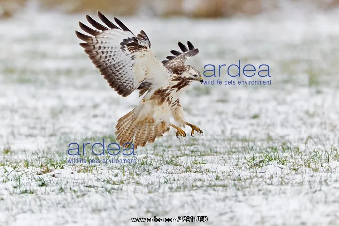 : Common Buzzard - in flight - about to land on snow : Common Buzzard - in flight - about to land on snow
