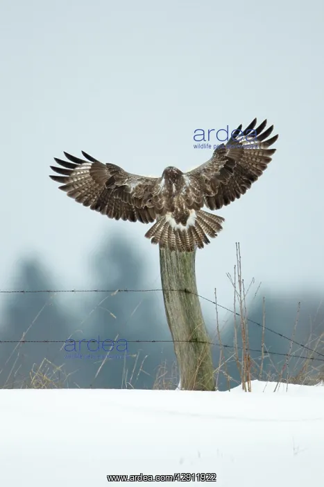 : Common Buzzard - in flight - landing on fence post : Common Buzzard - in flight - landing on fence post