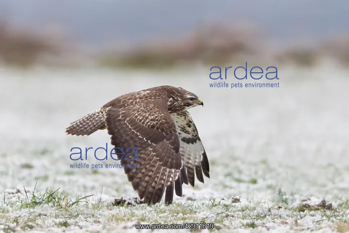 : Common Buzzard - in flight over snow covered field : Common Buzzard - in flight over snow covered field