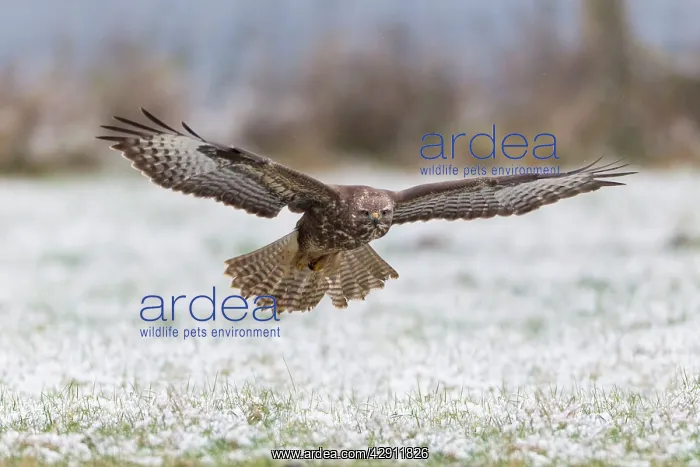  : Common Buzzard - in flight over snow covered field