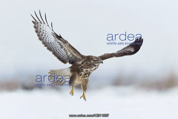 : Common Buzzard - in flight over snow covered landscape : Common Buzzard - in flight over snow covered landscape