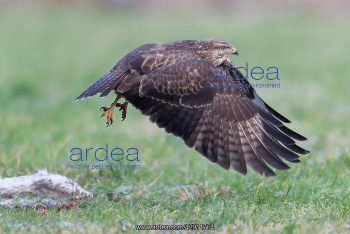 : Common Buzzard - in flight taking off from field : Common Buzzard - in flight taking off from field