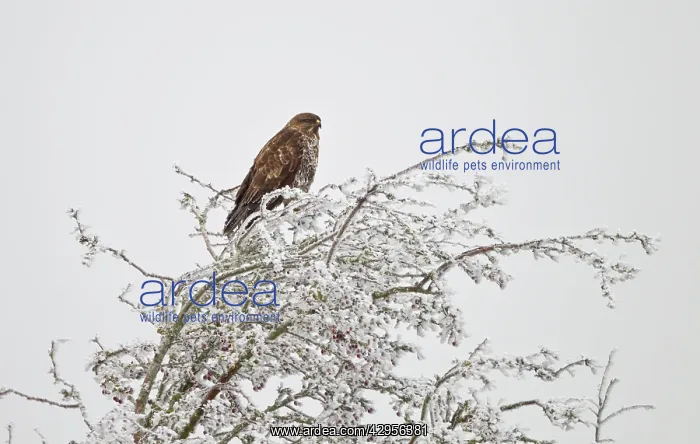  : Common Buzzard - on frost covered branch