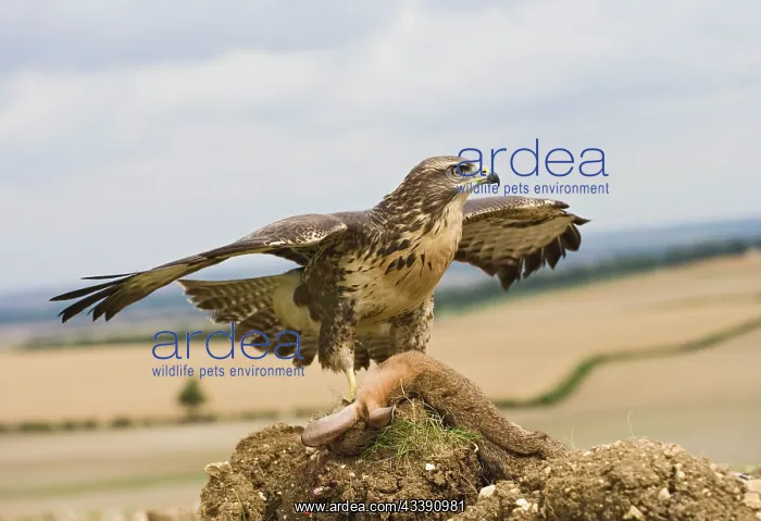 : Common buzzard - on kill : Common buzzard - on kill