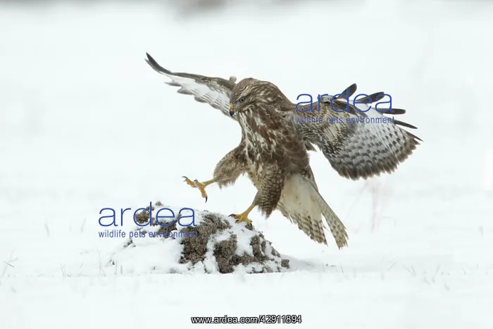 : Common Buzzard - landing on molehill in snow covered field : Common Buzzard - landing on molehill in snow covered field