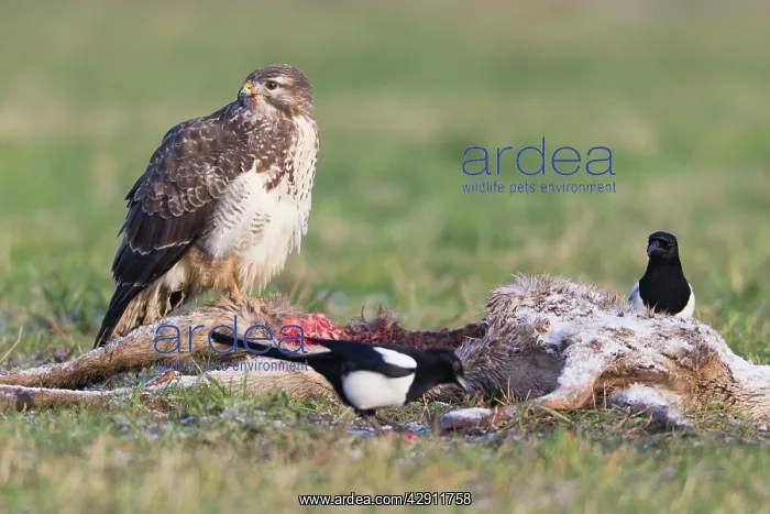 : Common Buzzard - with Magpie (Pica pica) - feeding : Common Buzzard - with Magpie (Pica pica) - feeding