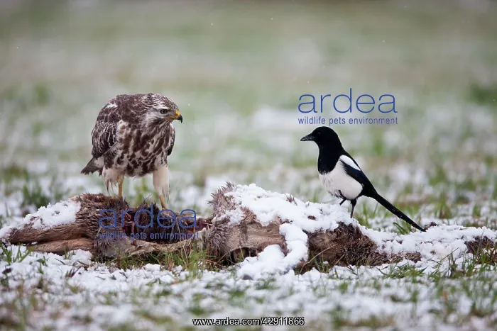 : Common Buzzard - and Magpie (Pica pica) feeding : Common Buzzard - and Magpie (Pica pica) feeding