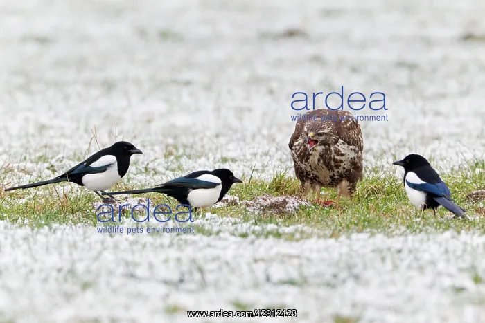 : Common Buzzard and Magpies (Pica pica) - feeding : Common Buzzard and Magpies (Pica pica) - feeding