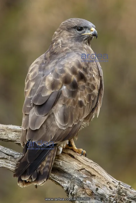 : Common Buzzard - perched on a branch - Castilla Leon, Spain : Common Buzzard - perched on a branch - Castilla Leon, Spain
