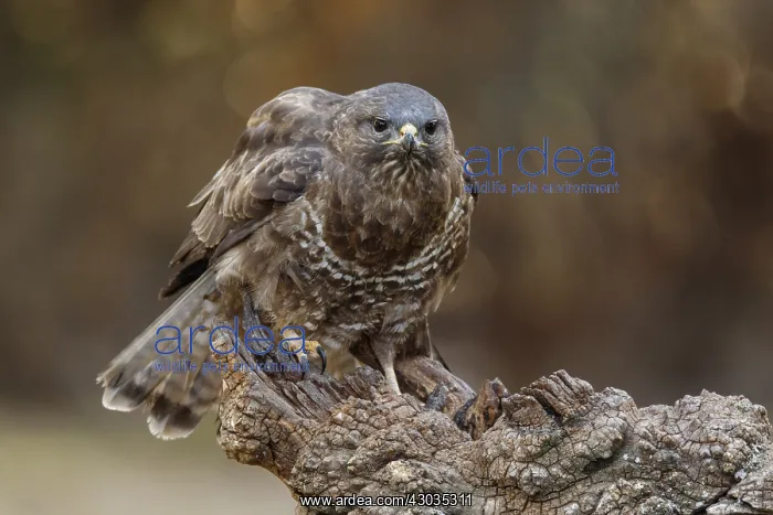 : Common Buzzard - perched on a branch - Castilla Leon, Spain : Common Buzzard - perched on a branch - Castilla Leon, Spain