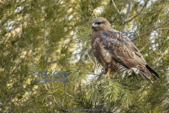 : Common Buzzard - perched on a branch - Castilla Leon, Spain : Common Buzzard - perched on a branch - Castilla Leon, Spain