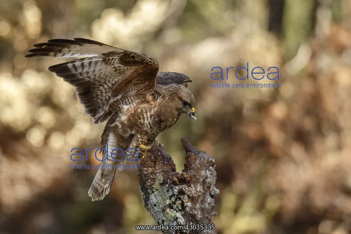 : Common Buzzard - perched on a branch - Castilla Leon, Spain : Common Buzzard - perched on a branch - Castilla Leon, Spain