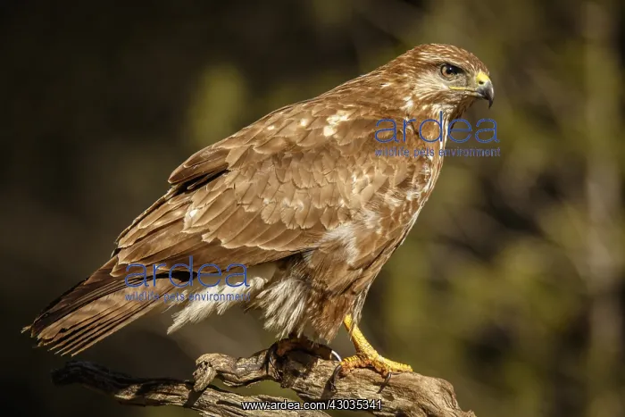 : Common Buzzard - perched on a branch - Castilla Leon, Spain : Common Buzzard - perched on a branch - Castilla Leon, Spain