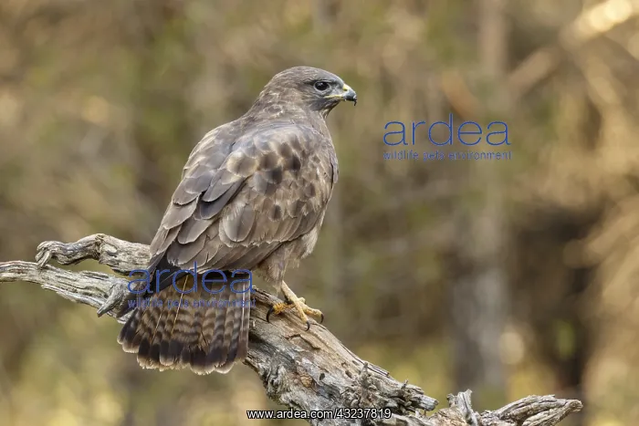 : Common Buzzard - perched on a branch - Castilla Leon, Spain : Common Buzzard - perched on a branch - Castilla Leon, Spain
