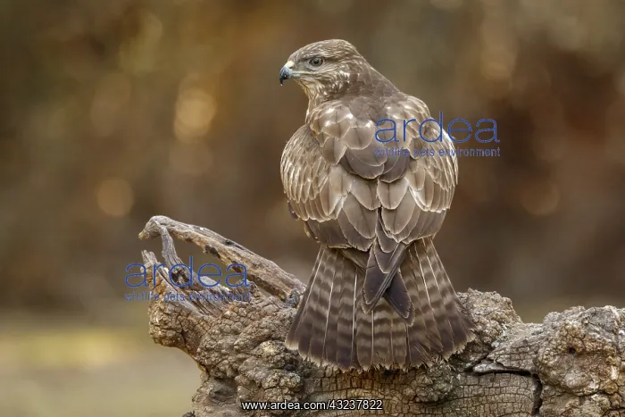 : Common Buzzard - perched on a branch - Castilla Leon, Spain : Common Buzzard - perched on a branch - Castilla Leon, Spain