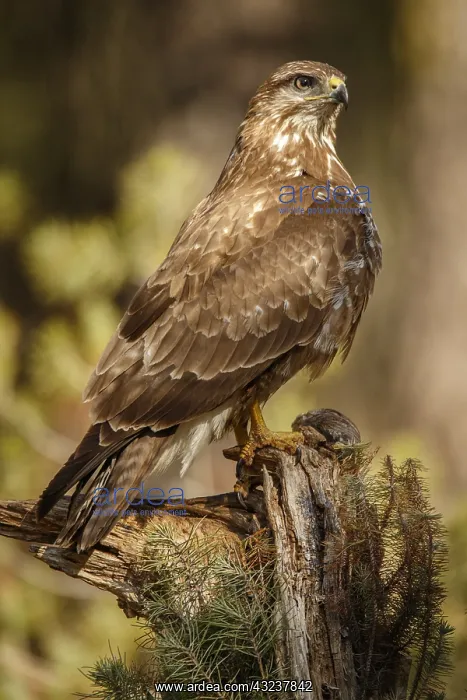  : Common Buzzard - perched on a branch - Castilla Leon, Spain