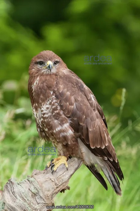 : Common Buzzard. perched on stump - controlled : Common Buzzard. perched on stump - controlled