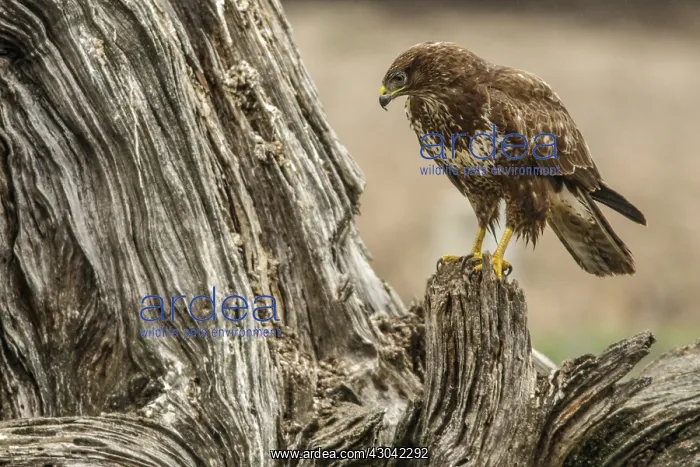 : Common Buzzard - perched on a trunk - Castile and : Common Buzzard - perched on a trunk - Castile and