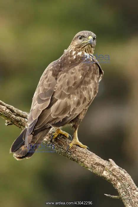 : Common Buzzard - perched on a trunk - Castile and : Common Buzzard - perched on a trunk - Castile and