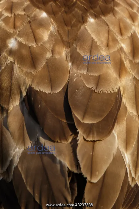 : Common Buzzard - detail of plumage - Castilla Leon, Spain : Common Buzzard - detail of plumage - Castilla Leon, Spain