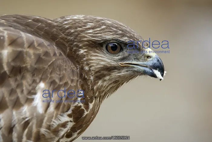 : Common Buzzard - portrait - Castilla Leon, Spain : Common Buzzard - portrait - Castilla Leon, Spain