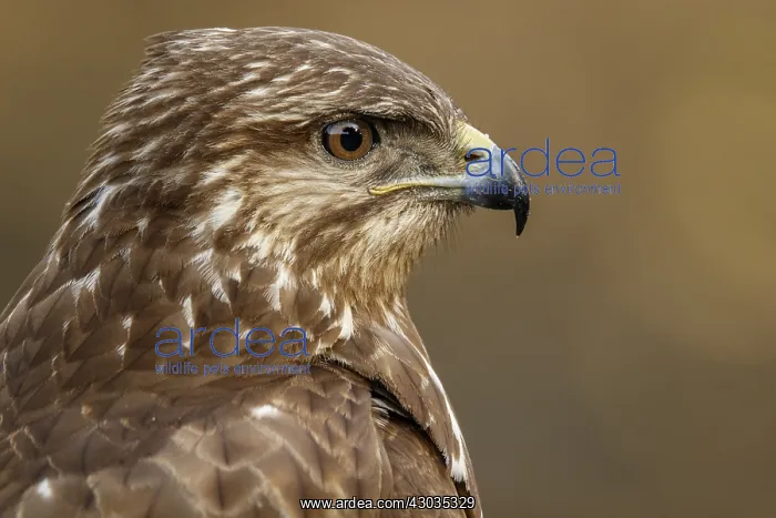 : Common Buzzard - portrait - Castilla Leon, Spain : Common Buzzard - portrait - Castilla Leon, Spain
